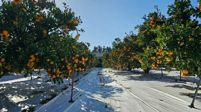 柑橘農場に敷かれている土壌被覆材(c)KOREA WAVE