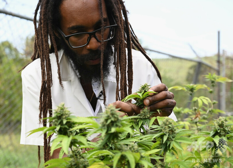 ボブ・マーリーも吸った幻の在来種大麻を現代に、ある研究者の挑戦 ジャマイカ
