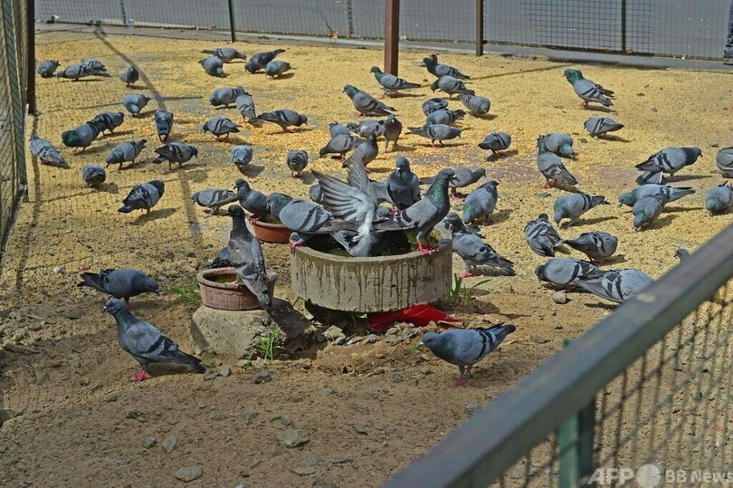 過酷な熱波、鳥も脱水症状に インド