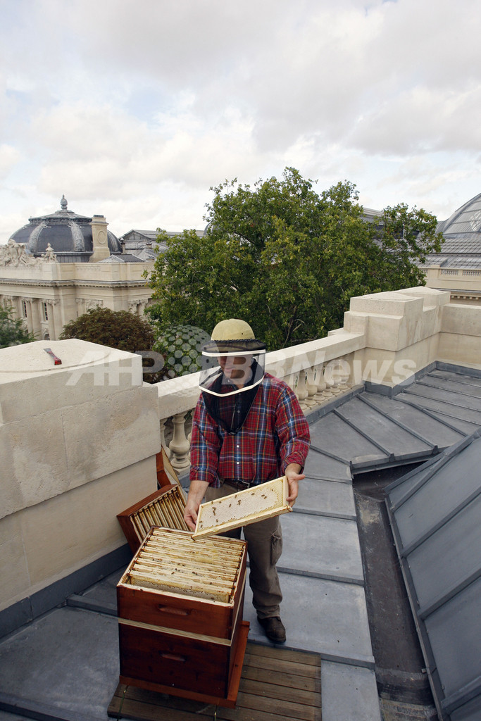 大都会パリ産のハチミツはいかが？ 「グラン・パレ」で初の収穫