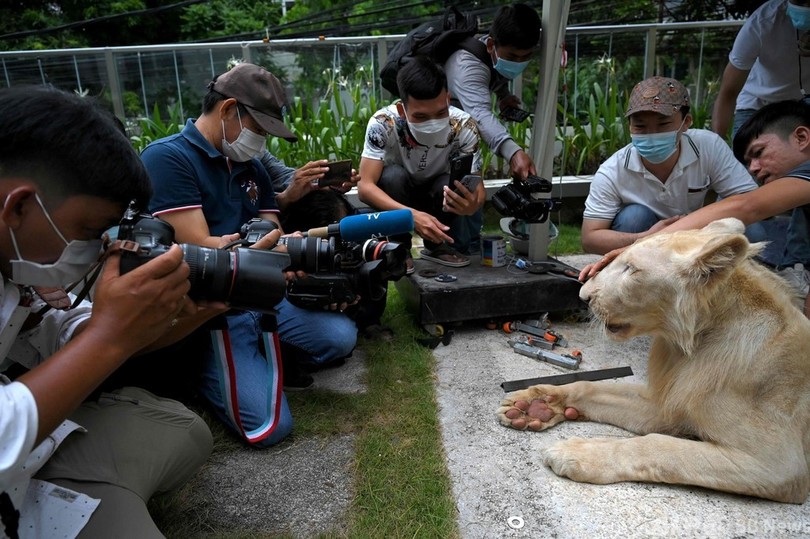 保護された密輸ライオン、首相の一声で中国人飼い主の元へ カンボジア