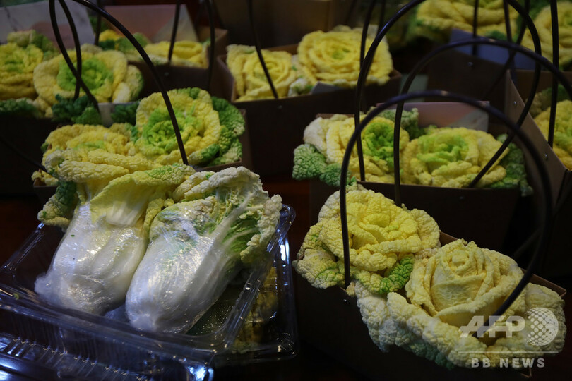 愛らしいバラ白菜、南京農業大学