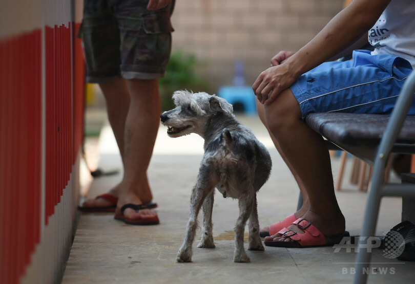 消費量増える犬肉、海外の抗議が裏目に？中国