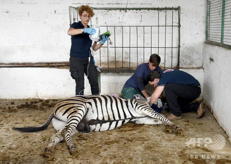 動物園からライオンなど救出、「地獄のような」飼育環境 アルバニア