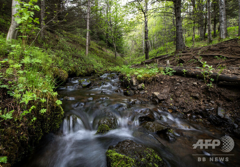 バイキングが絶やした緑を取り戻せ、アイスランド森林再生の矛盾