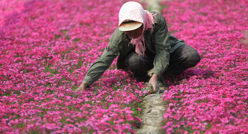 春うらら 花の栽培にいそしむ農家 中国 遼寧省 写真7枚 国際ニュース Afpbb News