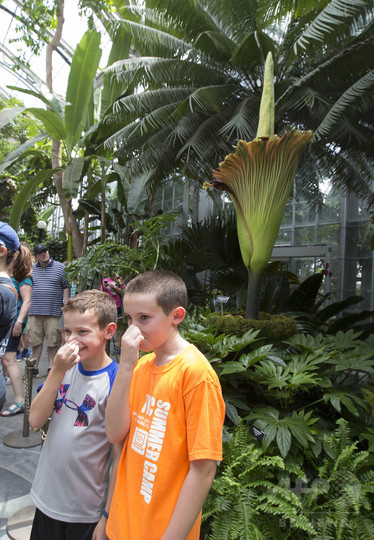 放たれる 腐臭 ショクダイオオコンニャク開花 米植物園 写真15枚 国際ニュース Afpbb News
