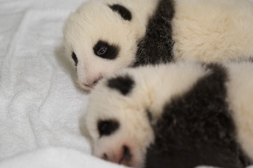 仲良くすやすや フランスの双子パンダ 写真19枚 国際ニュース Afpbb News
