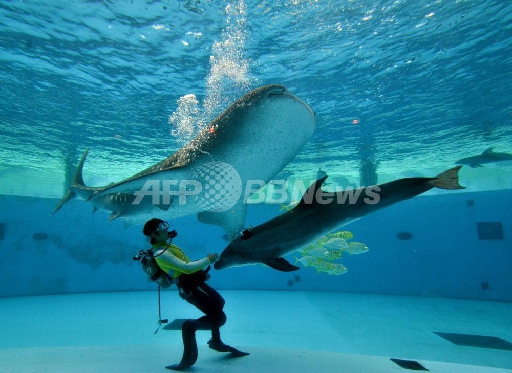 ジンベエザメとハンドウイルカの共演、八景島シーパラ 写真4枚 国際