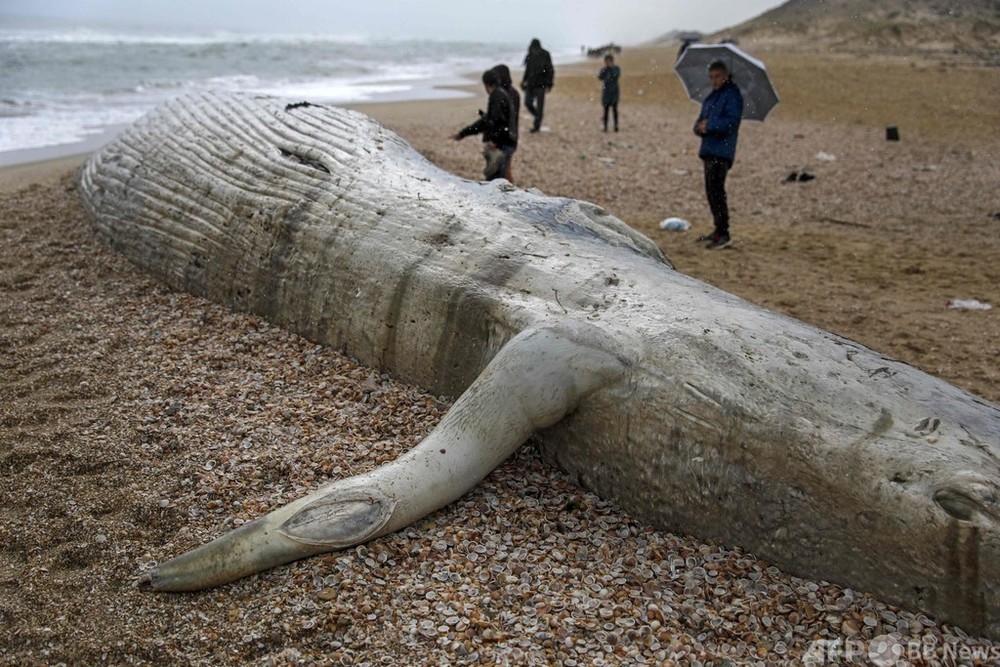 嵐の地中海沿岸にナガスクジラの死骸、イスラエル