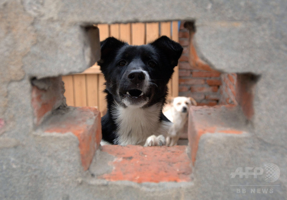 警官が犬を撲殺 怒った男性2人が拘留される 中国 写真1枚 国際ニュース Afpbb News