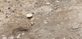 黄泗浦遺跡から出土した磁州窯の器（2019年4月2日撮影）。(c)Xinhua News