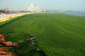 中国東部・山東（Shandong）省青島（Qingdao）の海岸を埋め尽くす藻（2013年7月4日撮影）。(c)AFP