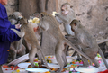 タイの首都バンコク（Bangkok）から北150キロのロッブリー（Lopburi）で29日、恒例の「モンキー・ビュッフェ（Monkey Buffet）」が行われ、4000キロ以上の果物や野菜などがサルたちに振舞われた。モンキー・ビュッフェは、同地域の観光促進イベントとして毎年行われているお祭り。

写真は、「モンキー・ビュッフェ」で振る舞われたドリアンを食べるサル（2009年11月29日撮影）。(c)AFP/Pornchai KITTIWONGSAKUL