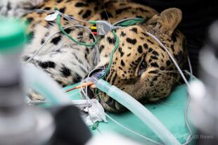 絶滅危惧種アムールヒョウ、仏で初の人工授精 種の存続に希望