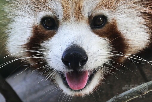 愛らしいレッサーパンダ、伊トリノにご到着 写真20枚 国際ニュース