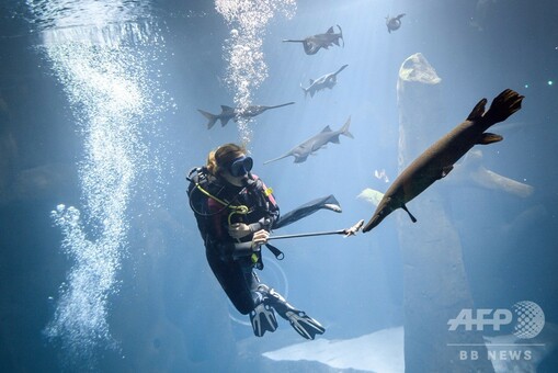 欧州最大の淡水魚博物館、5大陸の珍しい種を展示 スイス 写真10枚 国際