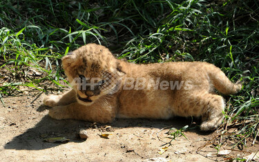 にゃんこじゃないよ、百獣の王だよ 写真5枚 国際ニュース：AFPBB News