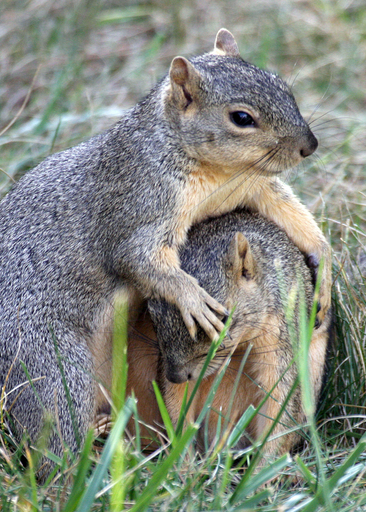 2匹は仲良し、米ロサンゼルスのカリフォルニアジリス