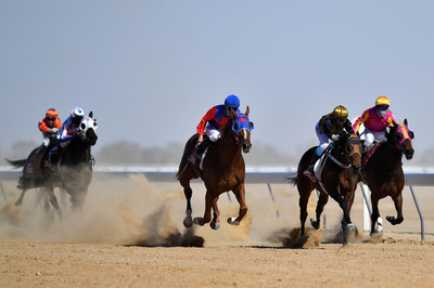 豪競走馬、年数千頭が虐待され食肉処理か 日本にも輸出 潜入調査報道