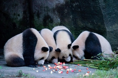 【今日の1枚】顔付き合わせて一心不乱 中国