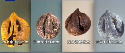 1万年前の中国で在来種のブドウ栽培を確認
