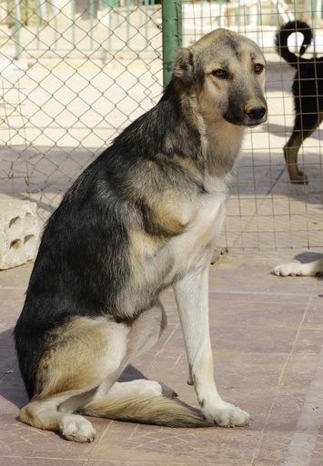 忘れられた内戦の被害動物たちを保護する施設 シリア