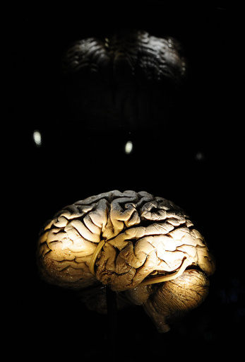 脳が大きい哺乳動物、絶滅リスクより高い 研究