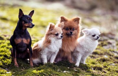 K-バイオがペット診断から治療剤開発も