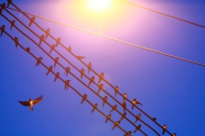 電線はツバメの五線譜 広西で羽休める