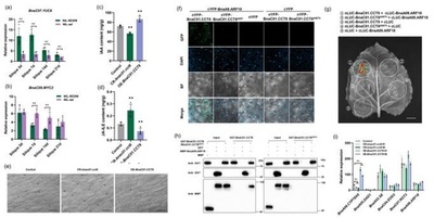 中国の科学者 アブラナ増産の鍵となる新しい遺伝子を発見