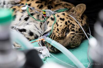 絶滅危惧種アムールヒョウ、仏で初の人工授精 種の存続に希望