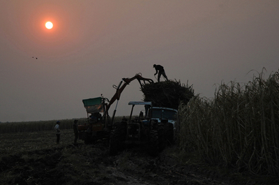 サトウキビの収穫にいそしむウルグアイの製糖労働者たち