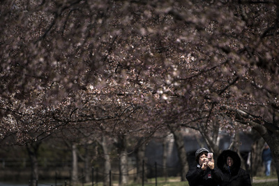 米首都ワシントンの桜、つぼみほころぶ 嵐予報に懸念
