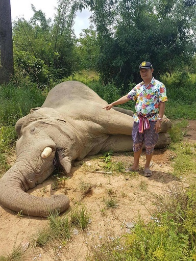 ゾウ2頭が感電死、電気柵設置した農園労働者の行方追う タイ警察
