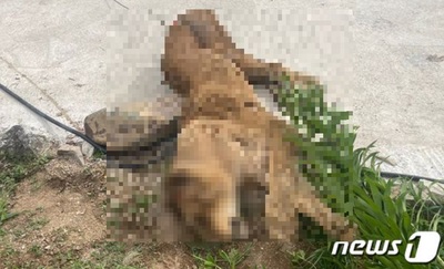 韓国で「脱走」絶滅危惧種2級の雌ライオン、なぜ「麻酔→捕獲」ではなく「射殺」だったのか