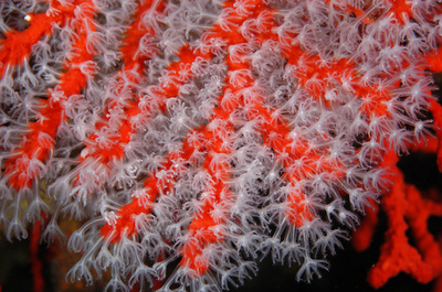 2週間の水中生活実験、無事終了 - オーストラリア