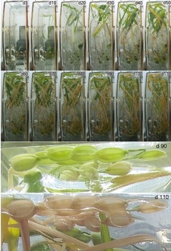 宇宙ステーションでイネの栽培に成功