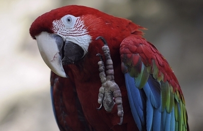 株式投資コンテストに出場のオウム、人間押しのけ3位に 韓国