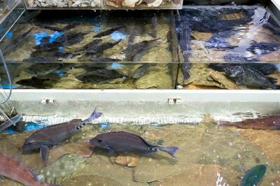 ソウルの刺身店で海産物窃盗…60代の男に罰金刑