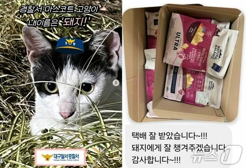 大邱達西警察署のマスコット猫「テジ」＝左は達西警察署インスタグラム、右は大邱猫保護連帯提供(c)news1