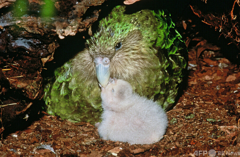 NZ固有種カカポ、人気過ぎて鳥コンテストから排除