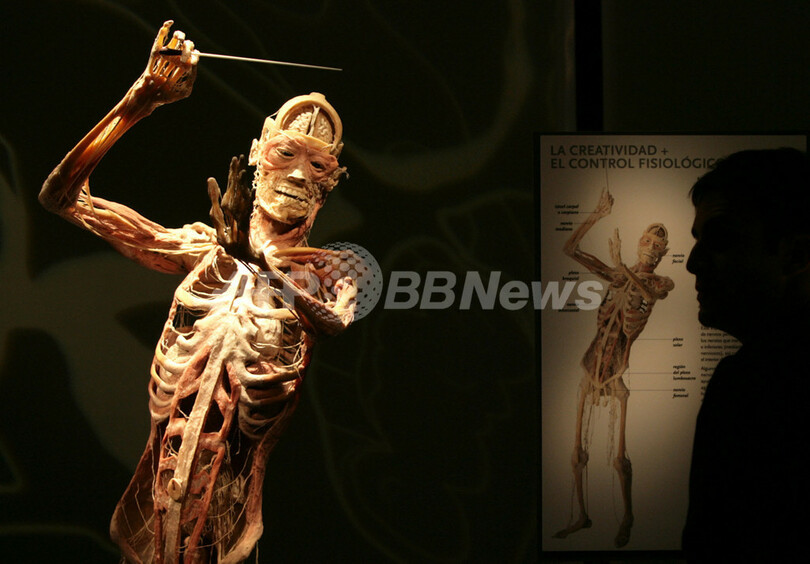 マドリードで本物の死体を使った人体標本展 開催 写真9枚 国際ニュース Afpbb News