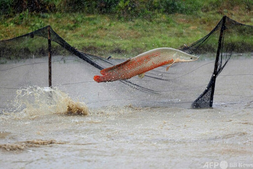 【今日の1枚】巨大魚の養殖 ペルー