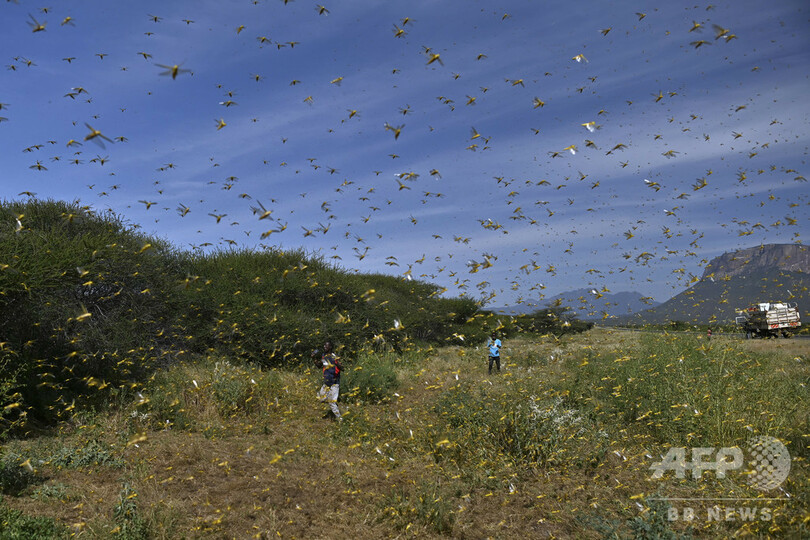 バッタの大群、ウガンダに襲来 FAOは「蝗害」を警告