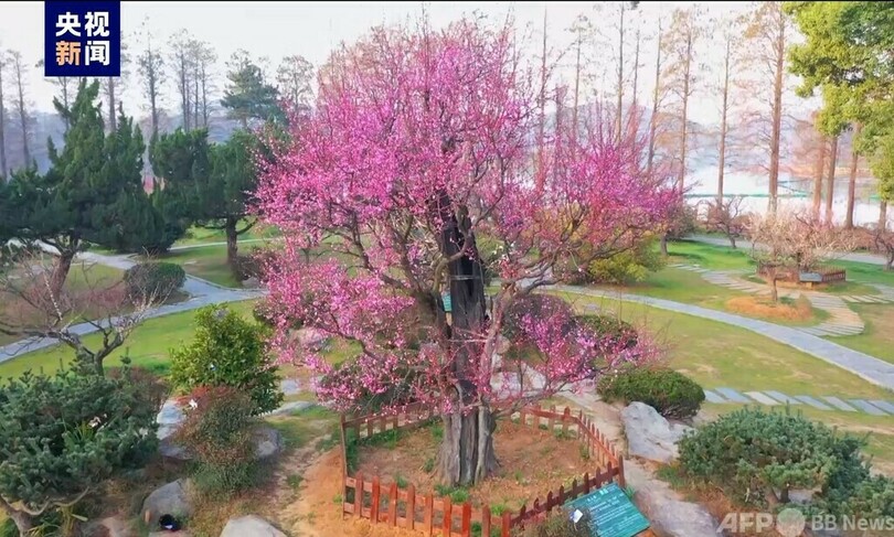 樹齢800年の古梅が開花 中国武漢市 写真2枚 国際ニュース:AFPBB News