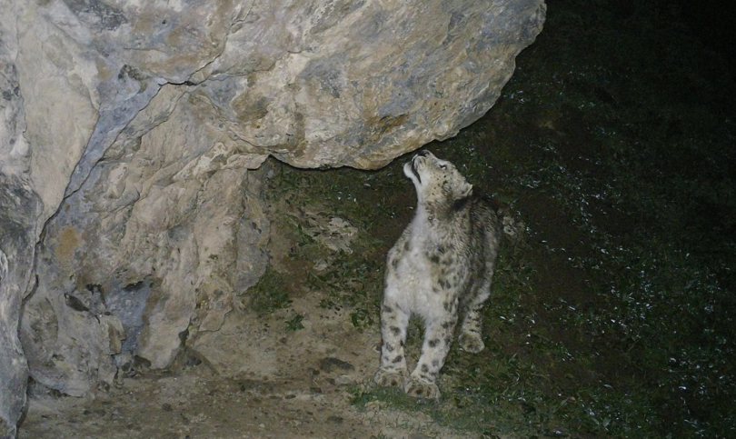 ａｉ技術で祁連山脈のユキヒョウ追跡の効率が飛躍的に向上 写真3枚 国際ニュース Afpbb News