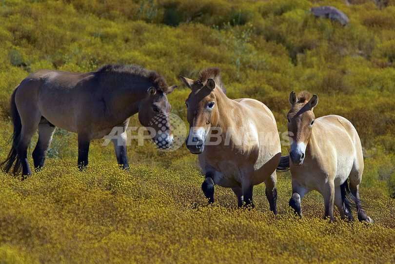 世界唯一の野生馬モウコノウマの引越し完了 米国 写真1枚 国際ニュース Afpbb News