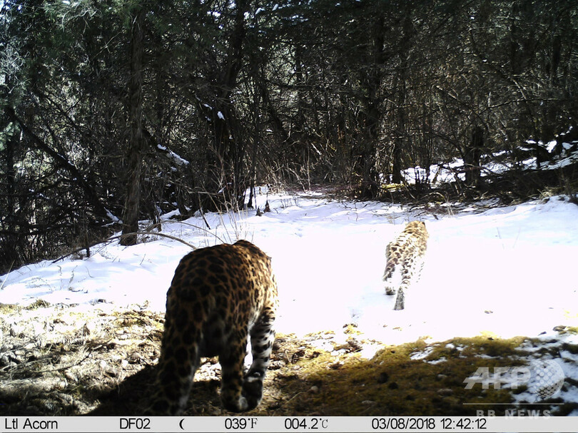 青海、四川、チベット境界で9頭のヒョウを発見