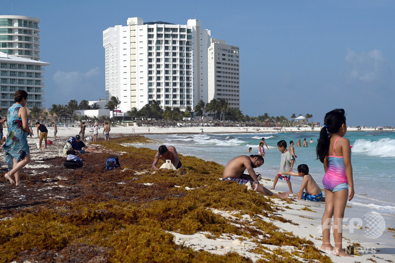 メキシコ沿岸部に海藻が大量漂着 地元住民が不休で除去 写真12枚 国際ニュース Afpbb News